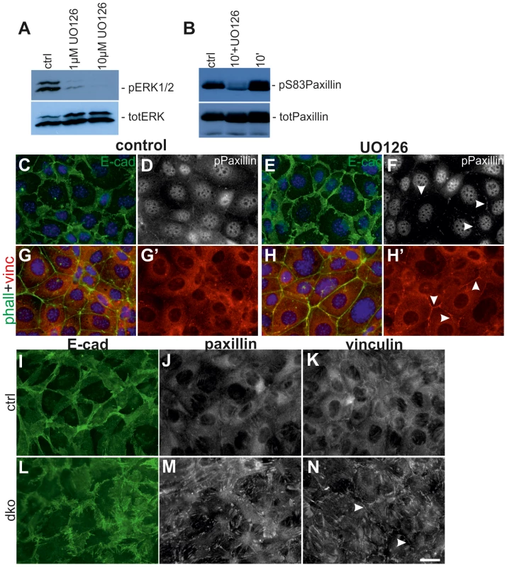 Lack of MEK1/2 function in UB cells intensifies cell surface localization of FA proteins and E-cadherin.