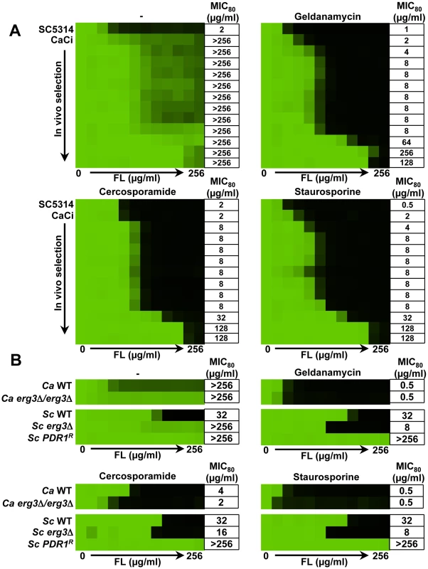 Inhibition of PKC signaling phenocopies inhibition of Hsp90 reducing azole resistance.