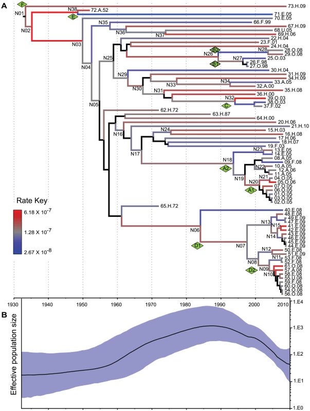 Reconstruction of MRCA dates and changes in population size.