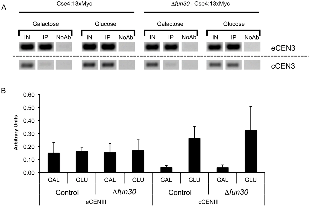 Deletion of <i>FUN30</i> does not affect Cse4 occupancy at a constitutive and an induced centromere.