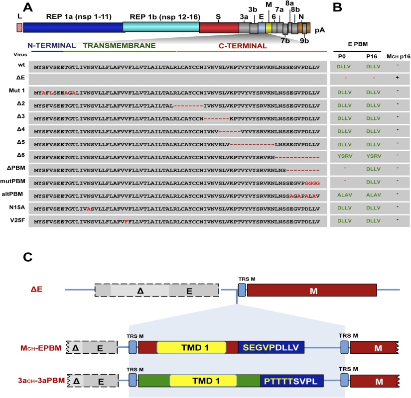 Identification of E protein domain involved in chimeric protein generation in cell culture.