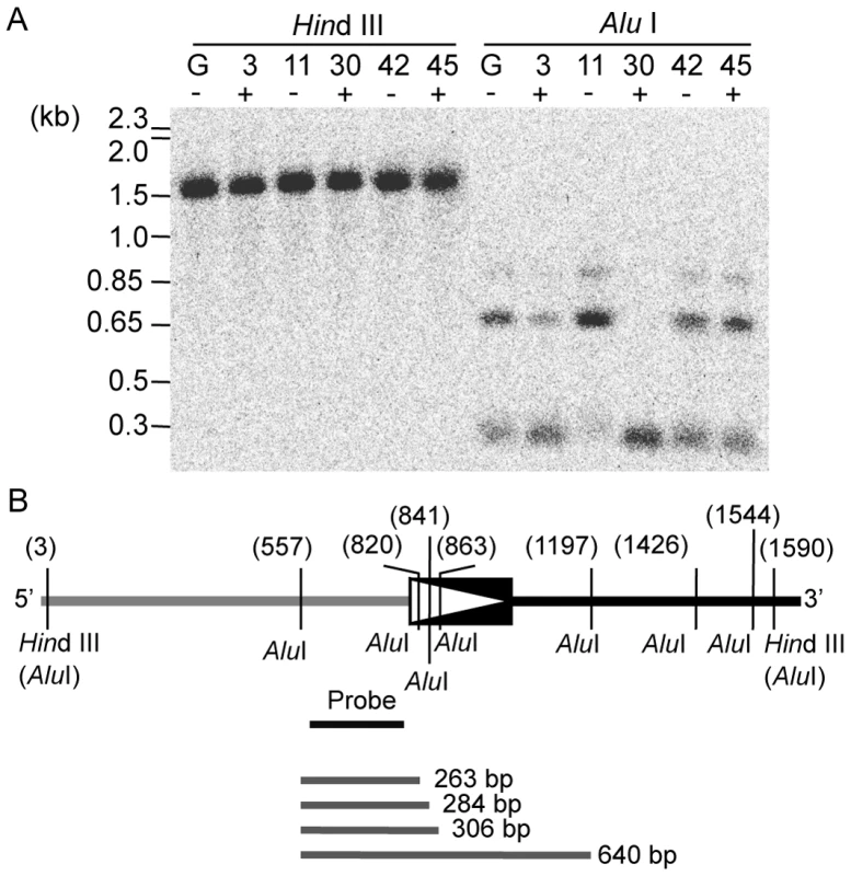 Variation in cytosine methylation status observed at three <i>Alu</i> I sites in the 5′ LTR of <i>LORE1</i>a from five T0 plants.