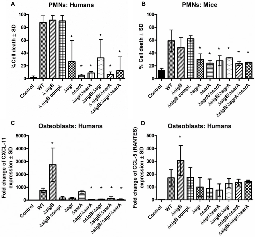The combined action of <i>agr</i> and <i>sarA</i> is required for inflammation and cytotoxicity in the acute stage of infection.