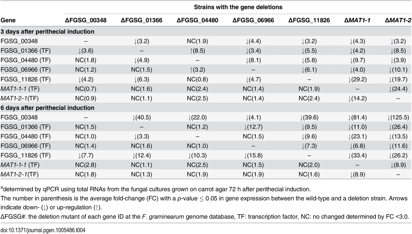 Expressiona of sexual-specific MAT-target regulator genes in the <i>F</i>. <i>graminearum</i> strains with the corresponding gene deletions.