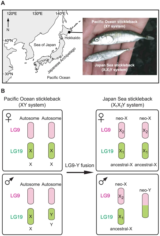 The Japanese sympatric stickleback species pair.