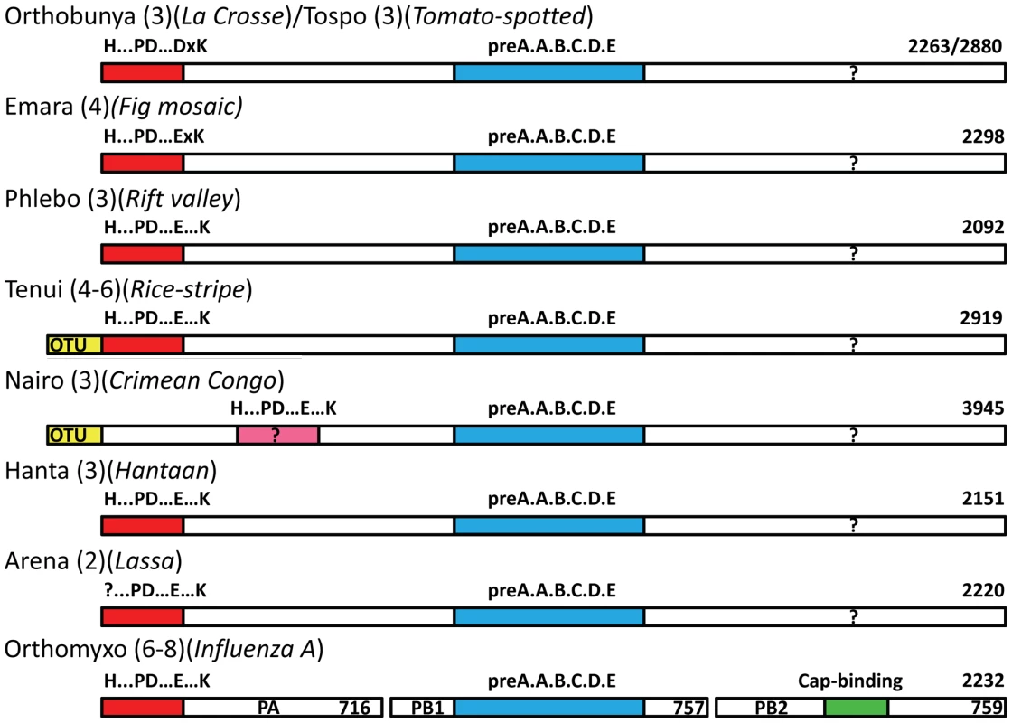 Schematic diagram of the polymerase architecture of negative strand segmented viruses.