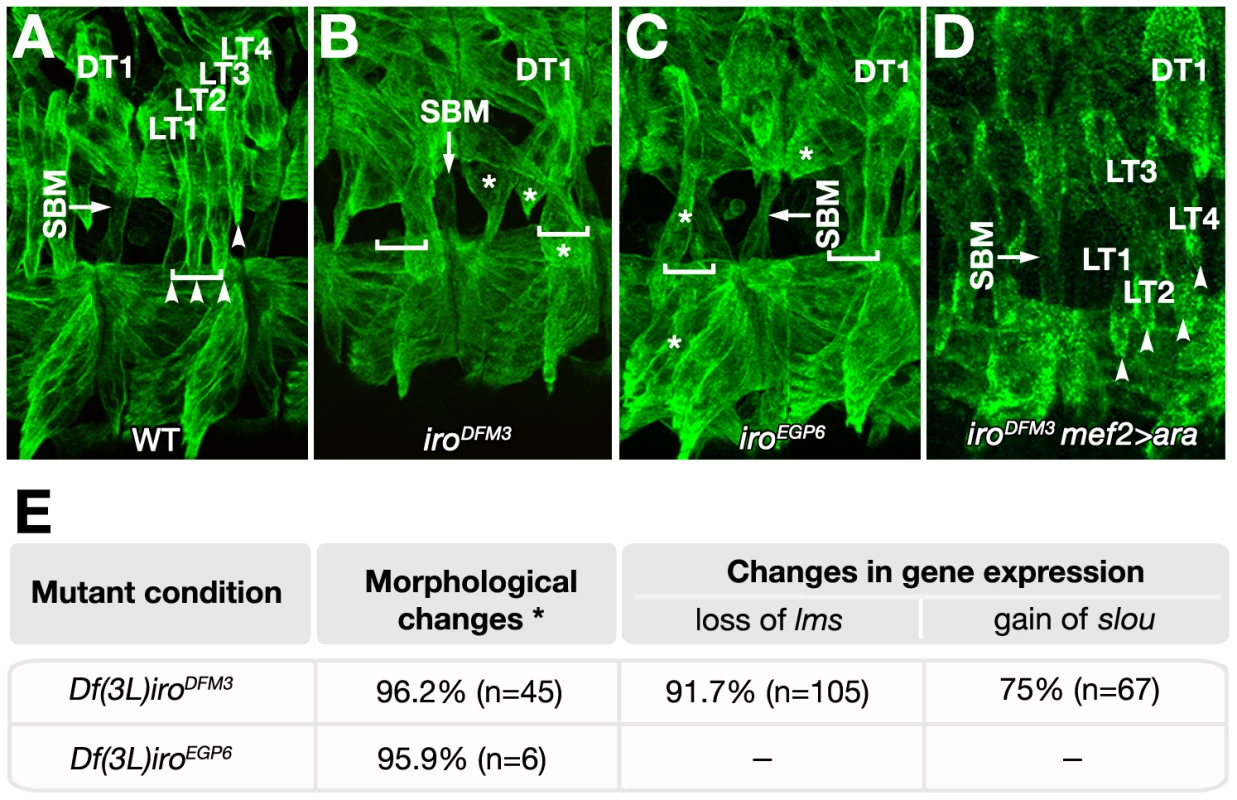 Muscle phenotypes of <i>Iro-C</i> mutant embryos.