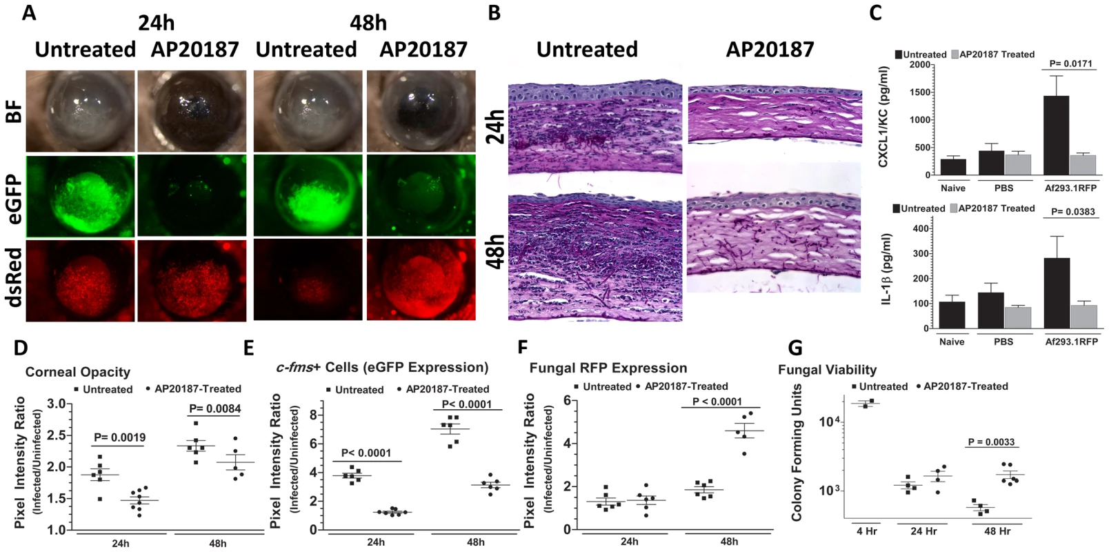 The role of macrophages in <i>A. fumigatus</i> keratitis.