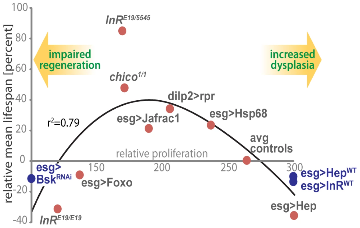 A model for the impact of regenerative capacity on lifespan.