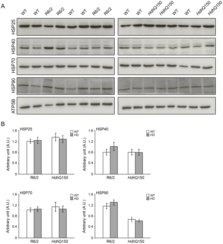 Heat shock proteins are not dysregulated in the murine HD hearts.