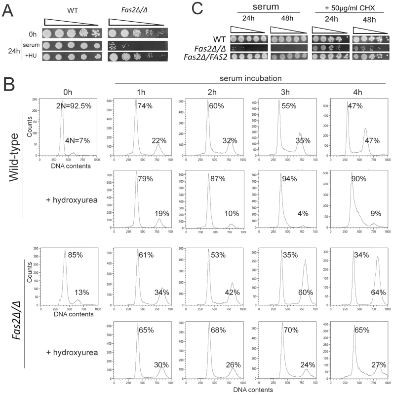 <i>Fas2Δ/Δ</i> yeast cells did not arrest cell cycle progression upon serum incubation.