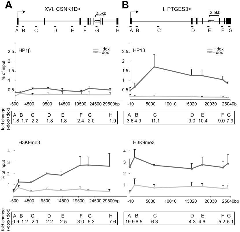 HP1β and H3K9me3 spread from the KRAB–binding site to the promoter.
