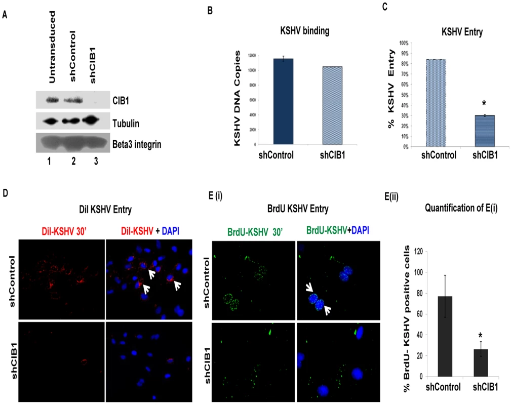 Effect of CIB1 knockdown on <i>de novo</i> KSHV entry.