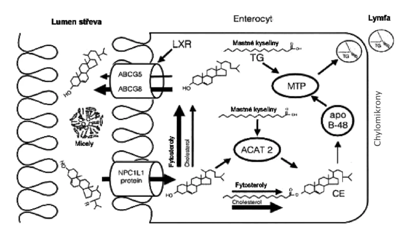Resorpce cholesterolu ze střevního lumina
Enterocytární fáze absorpce cholesterolu a fytosterolů
NPC1L1 – Niemann-Pick like1 protein, SRB1 – scavenger receptor třídy B1, MTP – mikrozomální transferový protein pro triglyceridy,
ACAT-2 – izforma 1 acylCoA: acyltransferázy cholesterolu, ABCG5/-G8 – heterodimer transportních proteinů G5 a G8 vázajících ATP,
apo B 48 – střevní izoforma apolipoproteinu B, LXR – jaterní X receptor
Ezetimib inhibuje aktivitu NPC1L1; fytosteroly vykazují pleiotropní účinky při inhibici resorpce cholesterolu; vláknina váže žlučové kyseliny a blokuje micelární solubilizaci lipidů.