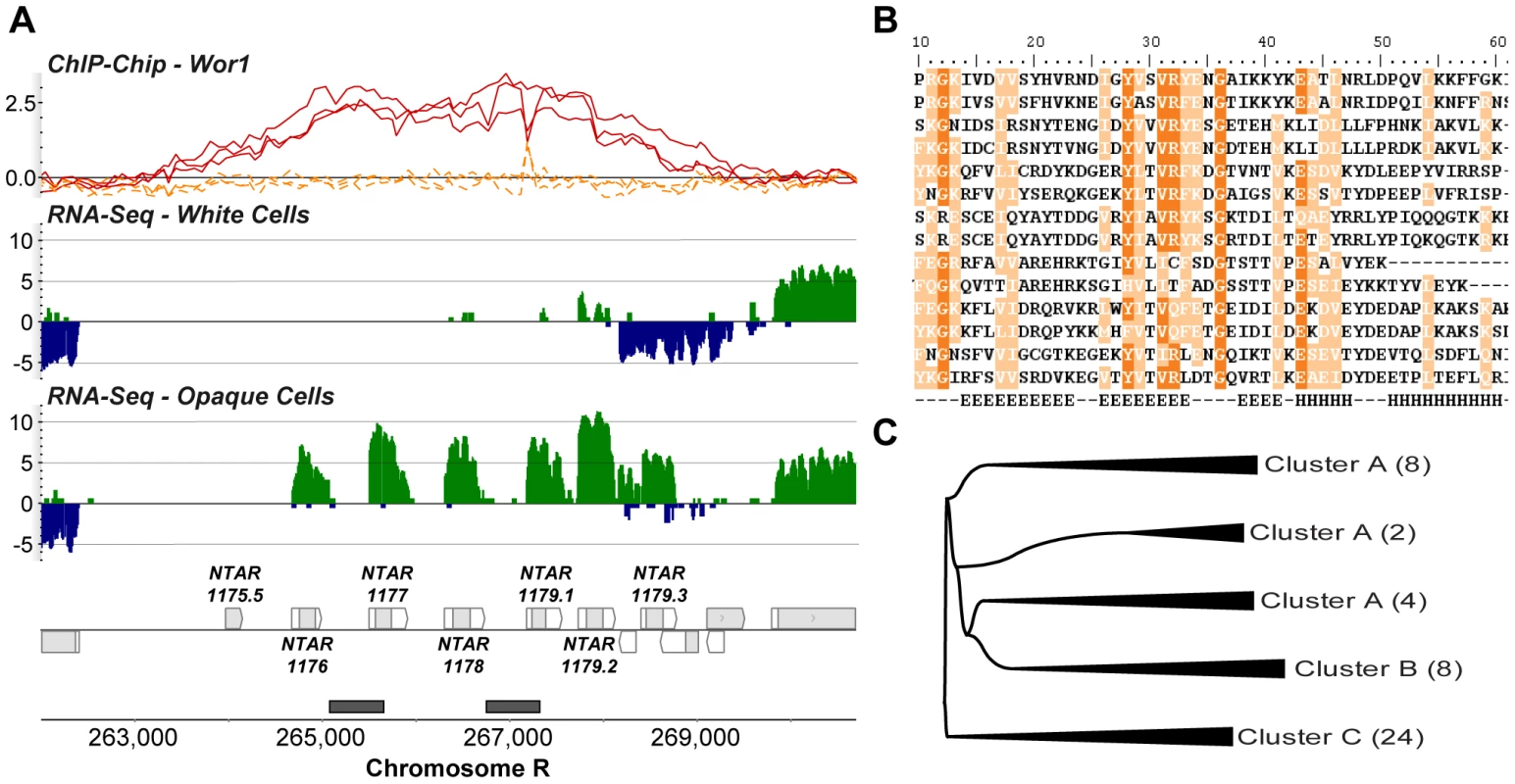 Three clusters of novel <i>Candida</i>-specific ORFs are strongly up-regulated in opaque cells.