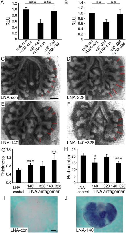 MiR-140 and miR-328 regulate <i>in vitro</i> lung development and <i>Fgf9</i> expression.
