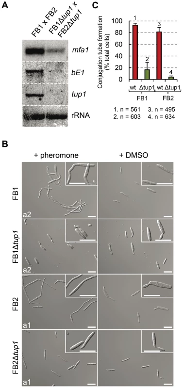 Pheromone response and conjugation tube formation in <i>tup1</i> mutants.