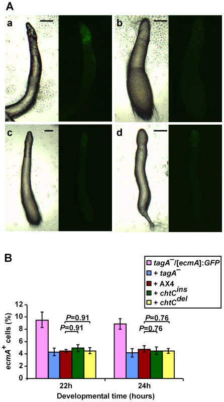 The <i>tagA<sup>–</sup></i> mutant is unaffected by the presence of <i>chtC</i> mutants in chimerae.