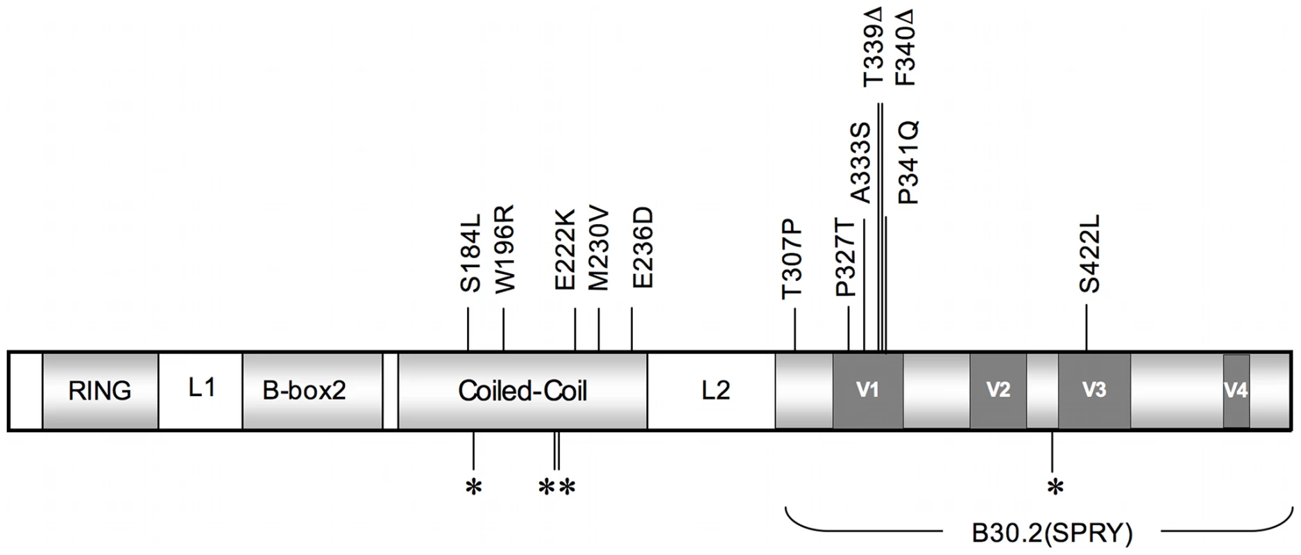 A schematic illustrating TRIM5α and its functional domains.