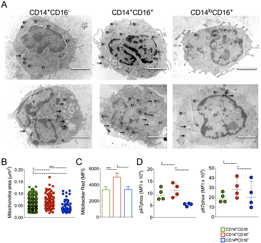 Circulating monocyte subpopulations display distinct morphology, mitochondrial and NADPH subunit content.