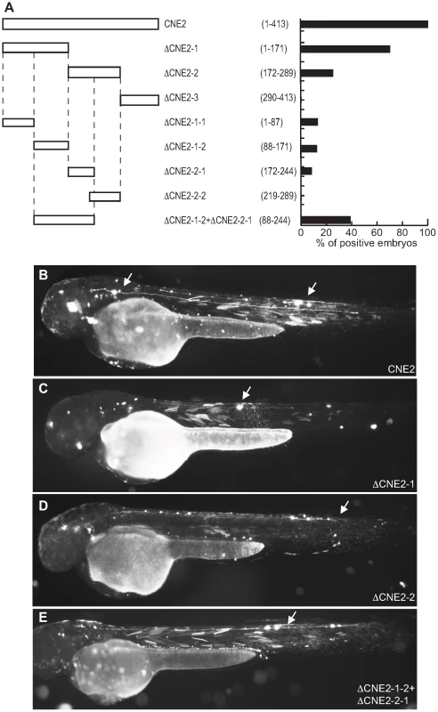 Functional analysis of Pax6_ciCNE2 deletion constructs.