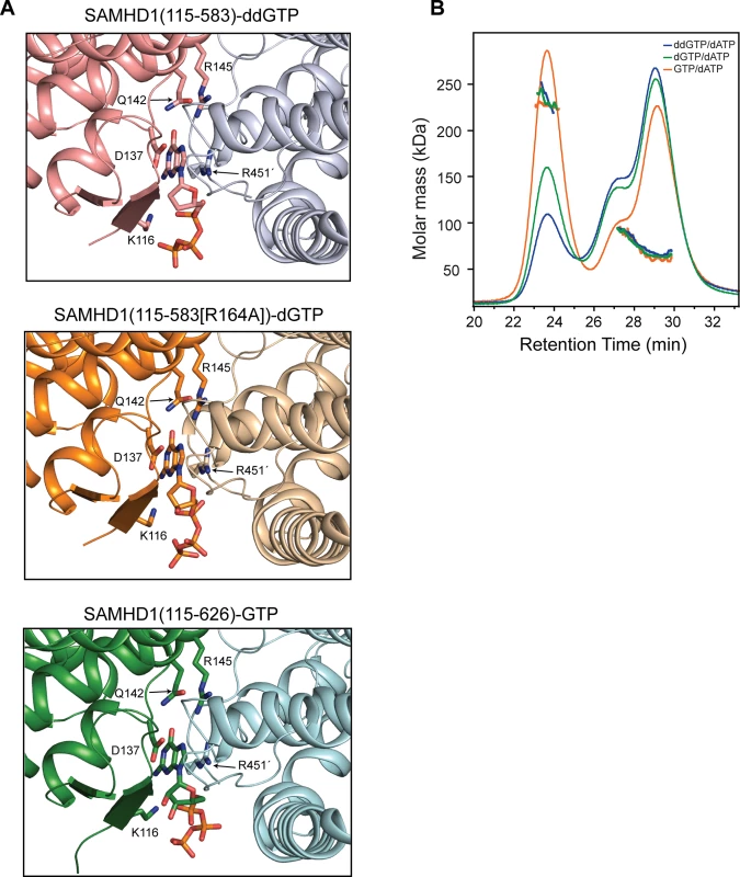 Different G based nucleotides can be accommodated in the SAMHD1 allosteric site.