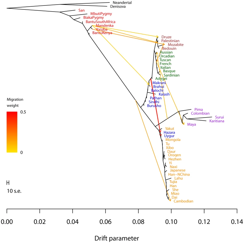 Inferred human tree with mixture events.