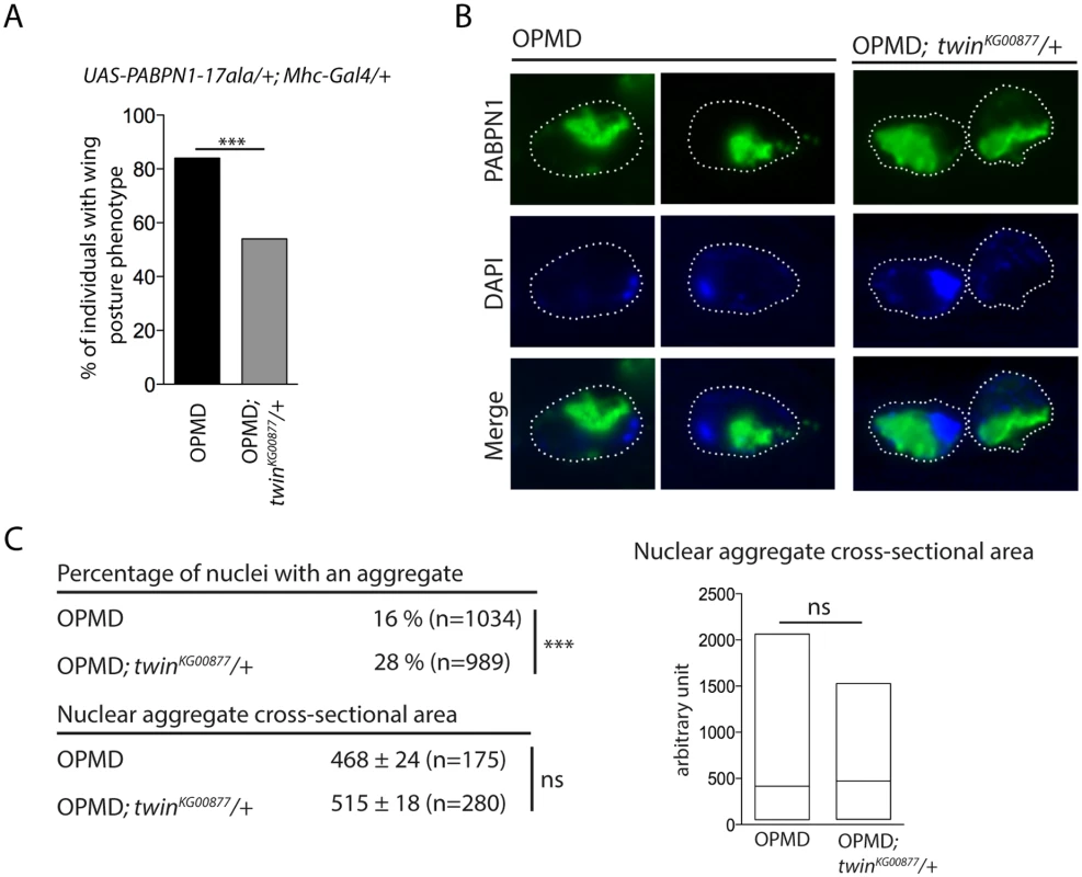 Nuclear PABPN1 aggregates in the OPMD <i>Drosophila</i> model.