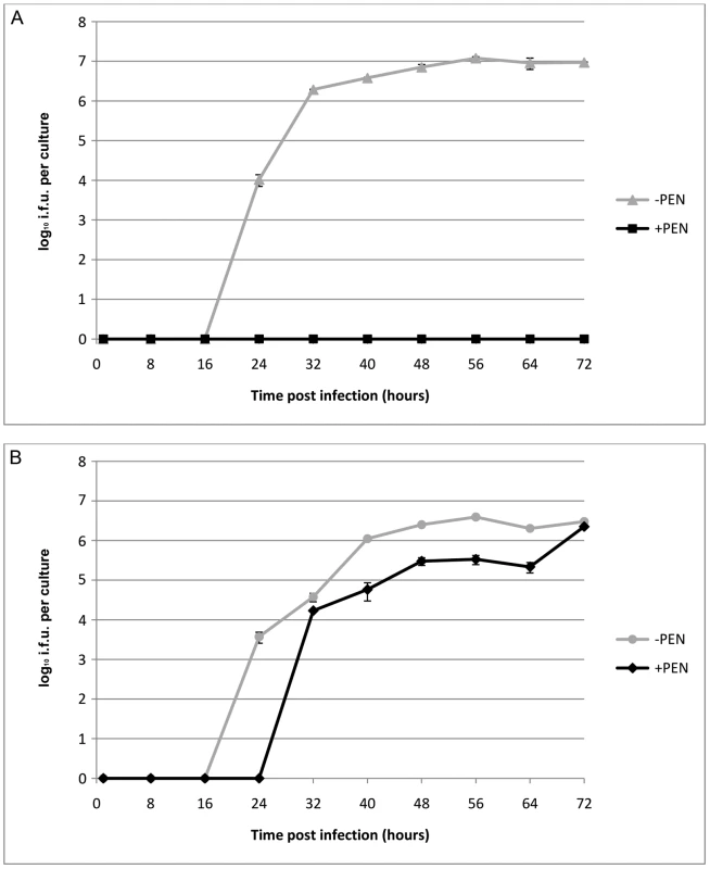 Growth characteristics of <i>C. trachomatis</i> L2 and <i>C. trachomatis</i> L2 transformed by pBR325::L2.