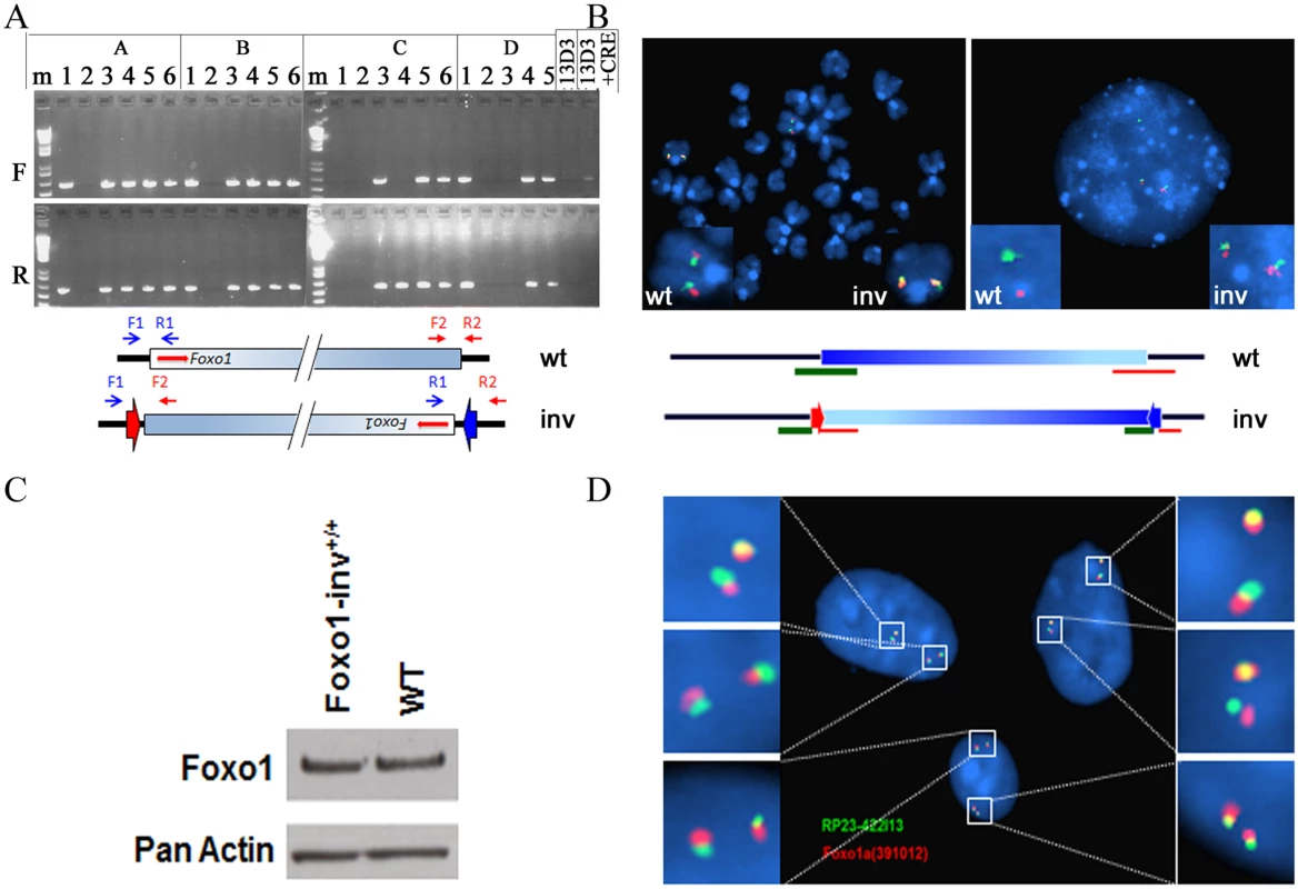 Analyses of inversion of the 4.9Mb syntenic region in double targeted ES cells.