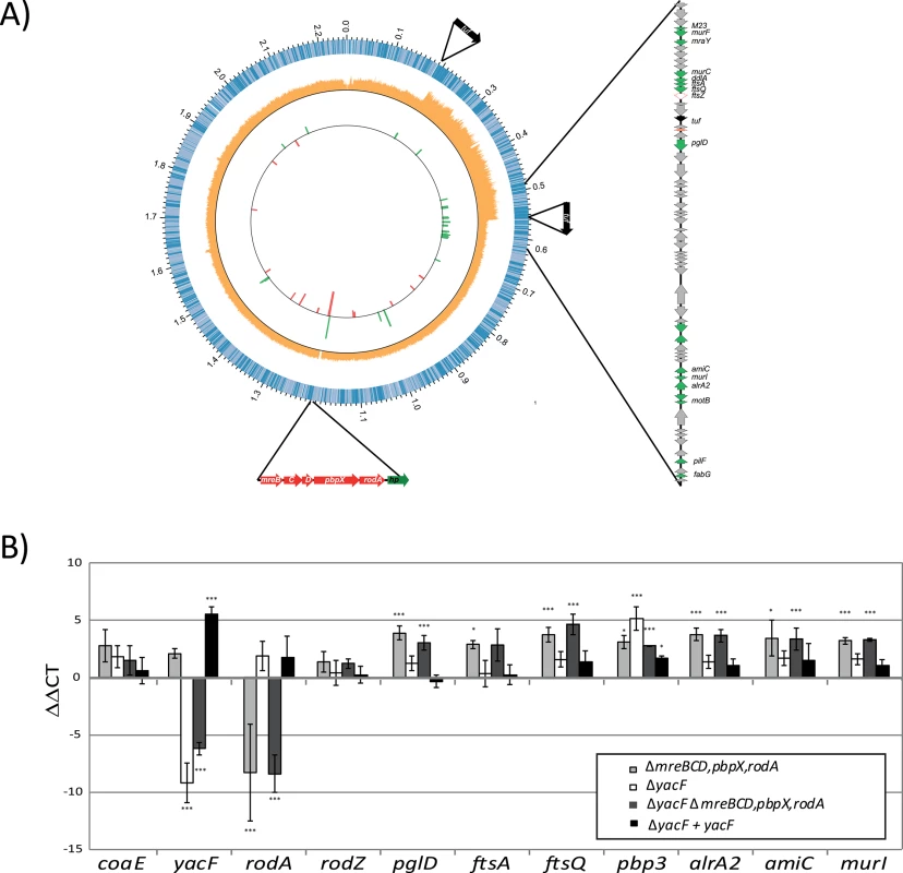 Cellular adaptation to artificial coccoïd transition.