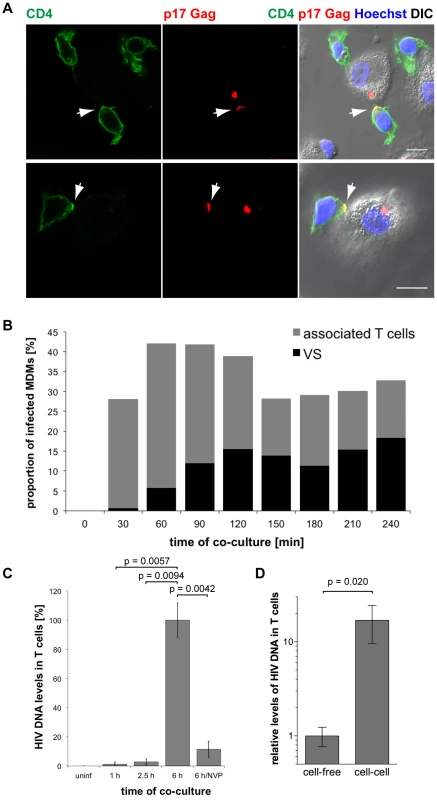 HIV is transmitted from MDMs to T cells via virological synapses.