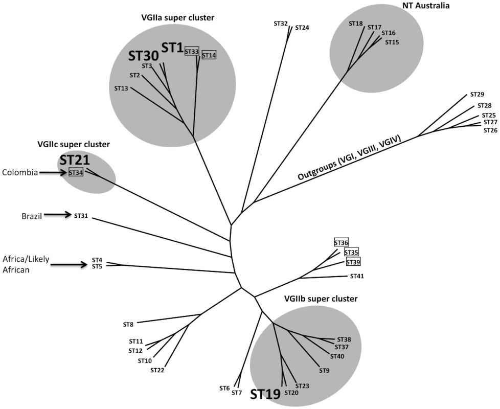 Clustering analysis of global VGII isolates shows high global diversity.