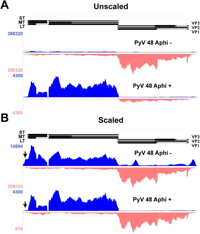 Alignment of 48 hour aphidicolin + and - reads to Py59RA genome.
