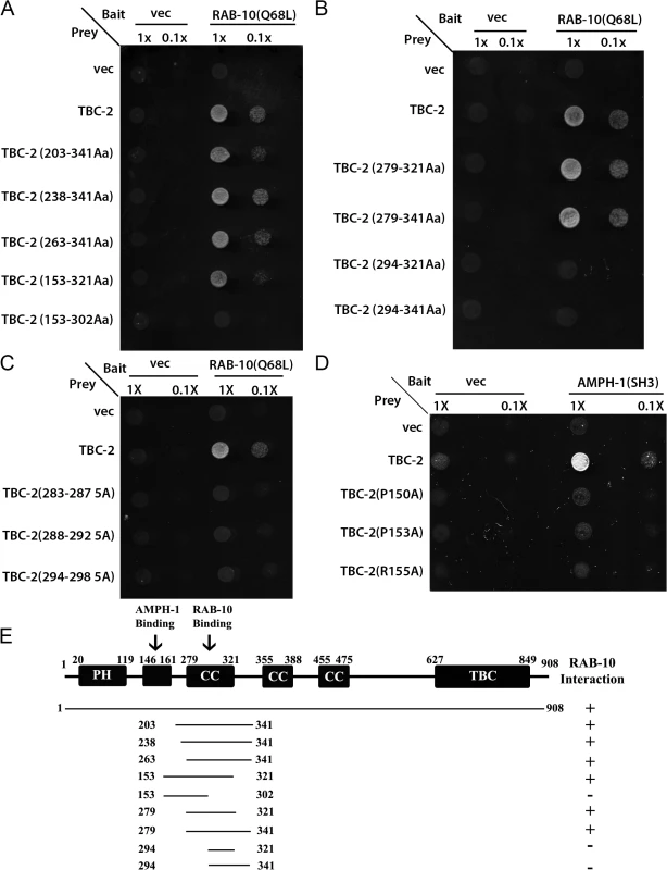 TBC-2 interacts physically with RAB-10 and AMPH-1.