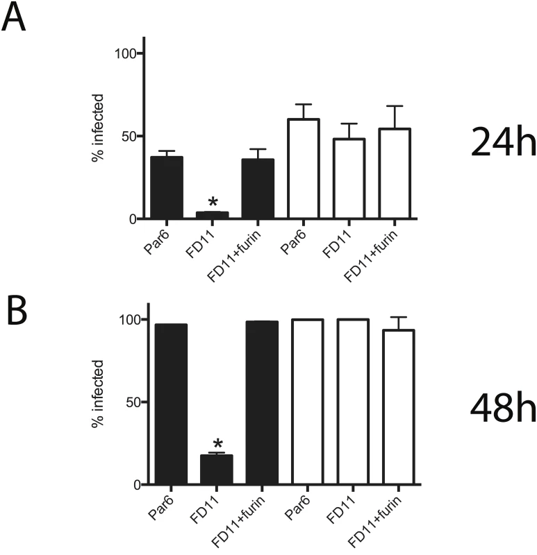 Furin enhances CCHFV propagation.