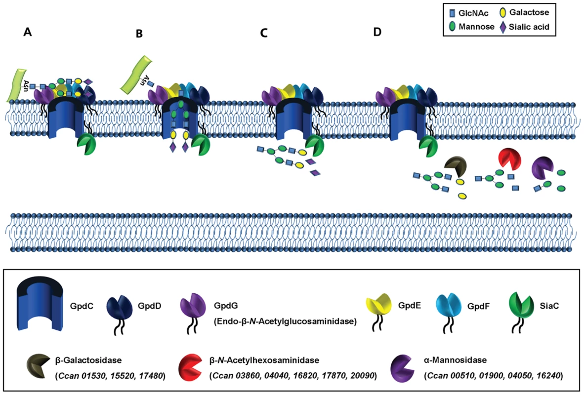 Functional model of complex <i>N</i>-linked glycan moieties deglycosylation processing by <i>C. canimorsus</i>.
