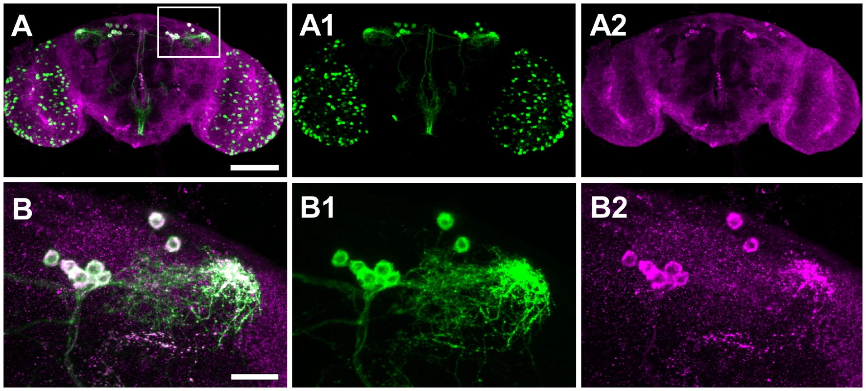 Drip is expressed in a neuropeptide corazonin (<i>Crz</i>) neurons located in protocerebrum of the brain.
