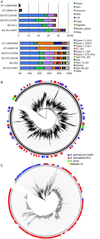 Relative contributions from known repeat categories to <i>Blastomyces</i> and <i>Emmonsia</i> genomes.