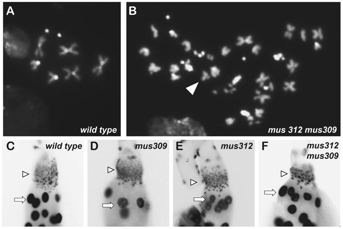 Nuclear defects in mutants.