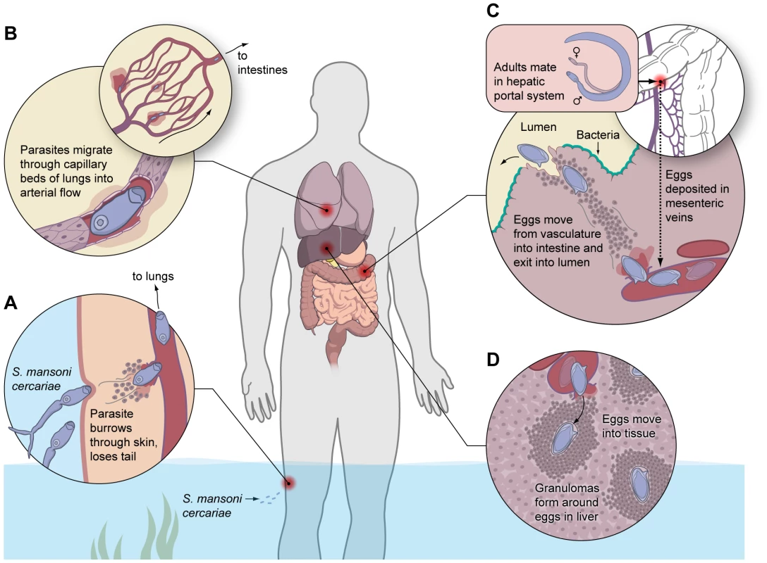 Helminths induce extensive tissue damage, providing evolutionary pressure for an adaptive Th2-mediated wound healing response.