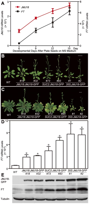 Temporal expression pattern of <i>JMJ18</i>, JMJ18-induced <i>FT</i> expression, and the floral transition.