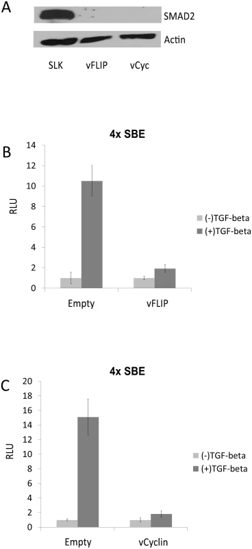 vFLIP and vCyclin decrease SMAD2 protein expression and desensitize TGF-β signaling.