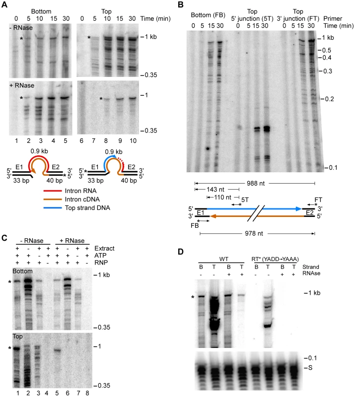 <i>E. coli</i> extract assay for bottom-strand (cDNA) and top-strand DNA synthesis.