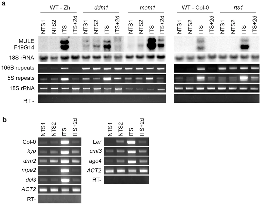 Impact of mutations in epigenetic regulators on ITS-induced transcriptional switches.