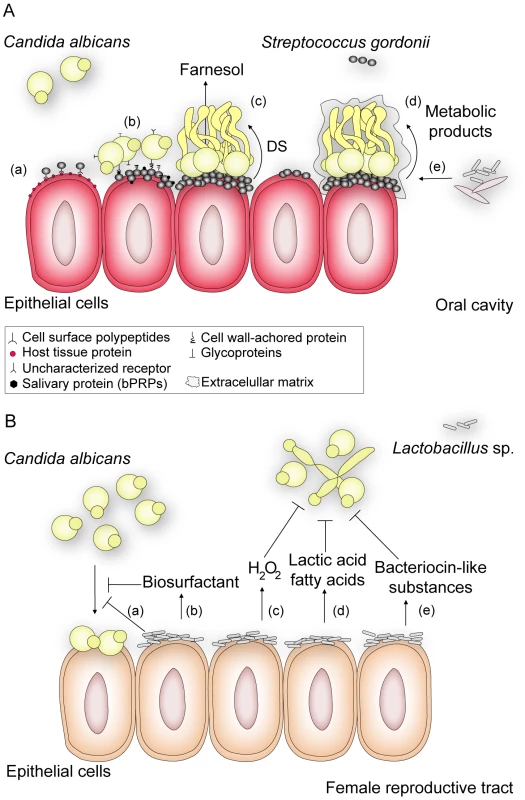 An overview of how interactions between <i>C. albicans</i> and Gram-positive members of the human flora may influence disease.