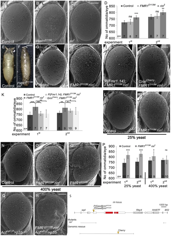 Rin cooperates with FMR1 to suppress growth.