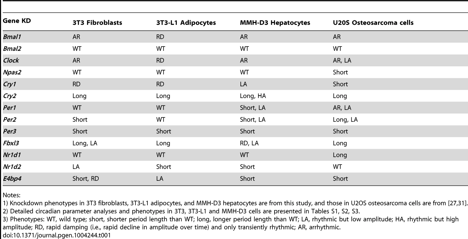 Summary of knockdown phenotypes.