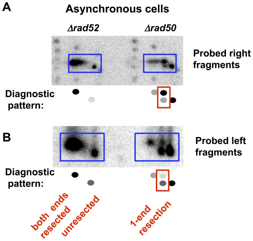 Resection at an I-<i>Sce</i>I-induced DSB in growing (asynchronous) <i>Δrad52</i> and <i>Δrad50</i> cells.