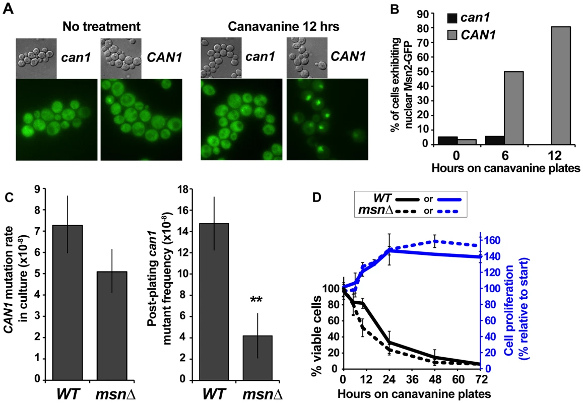 The ESR plays a role in canavanine-induced <i>can1</i> mutation.